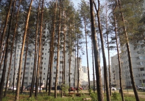 Лес рядом с районом ЖК «Северная Корона» в Воронеже